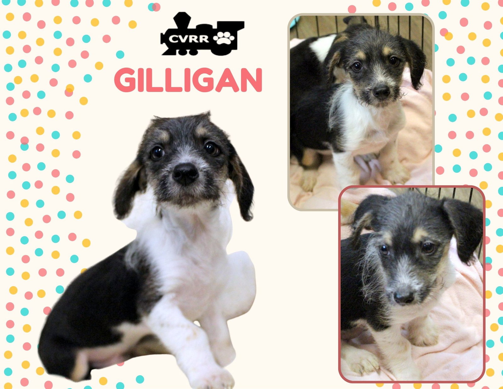 Gilligan(Puppy) Image