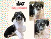 Gullivan(Puppy)