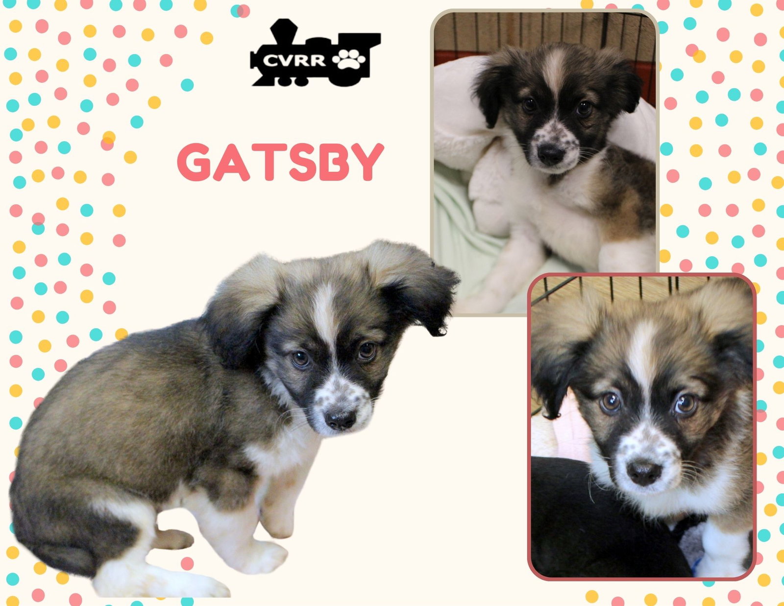 Gatsby (Puppy) Image