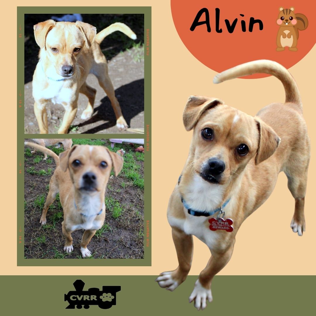 Alvin Image