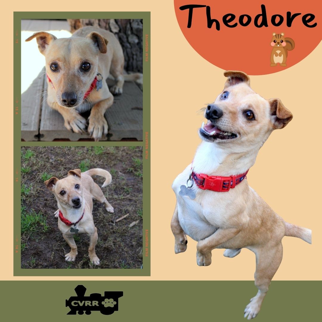 Theodore Image
