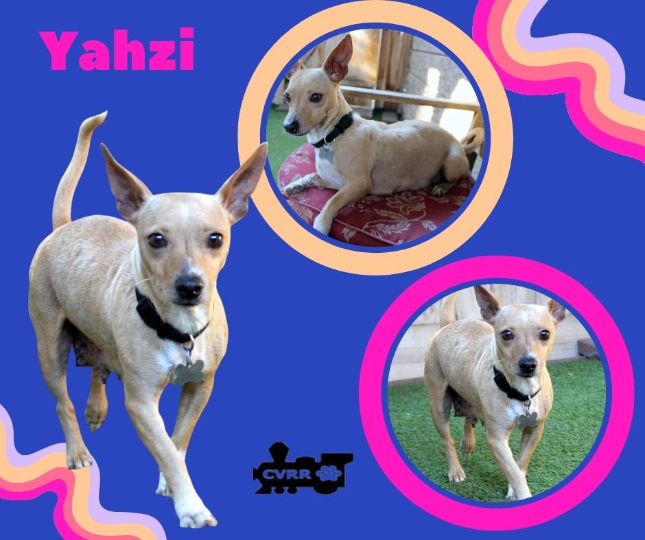 Yahzi Image