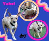 Yahzi