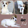 Frost (Puppy)