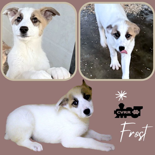Frost (Puppy)