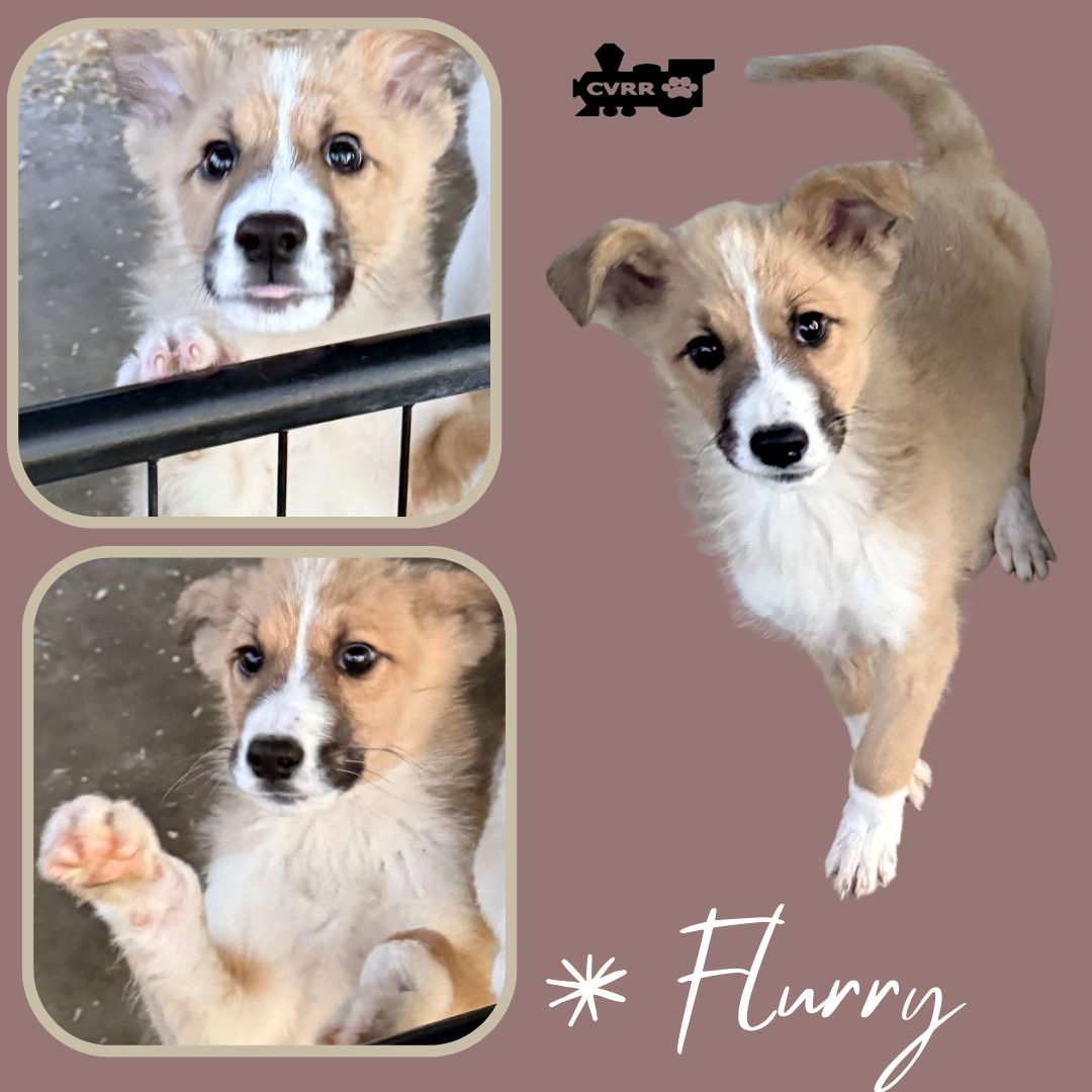 Flurry (Puppy) Image