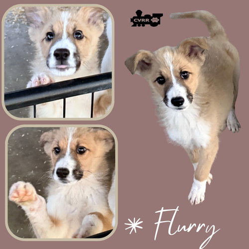 Flurry (Puppy)