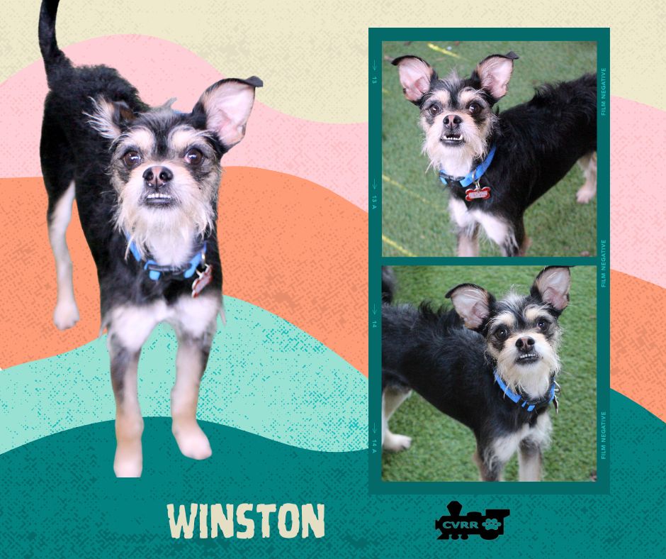 Winston Image