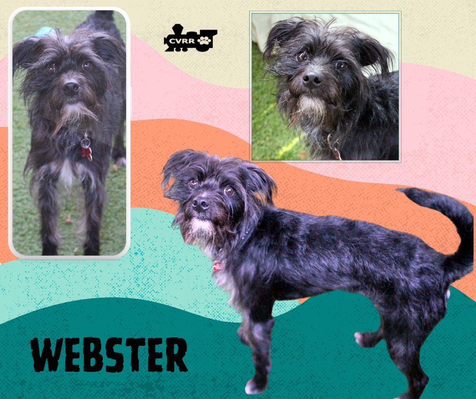 Webster Image