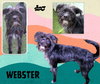 Webster