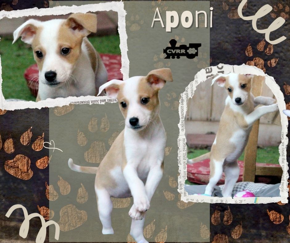 Aponi (Puppy) Image