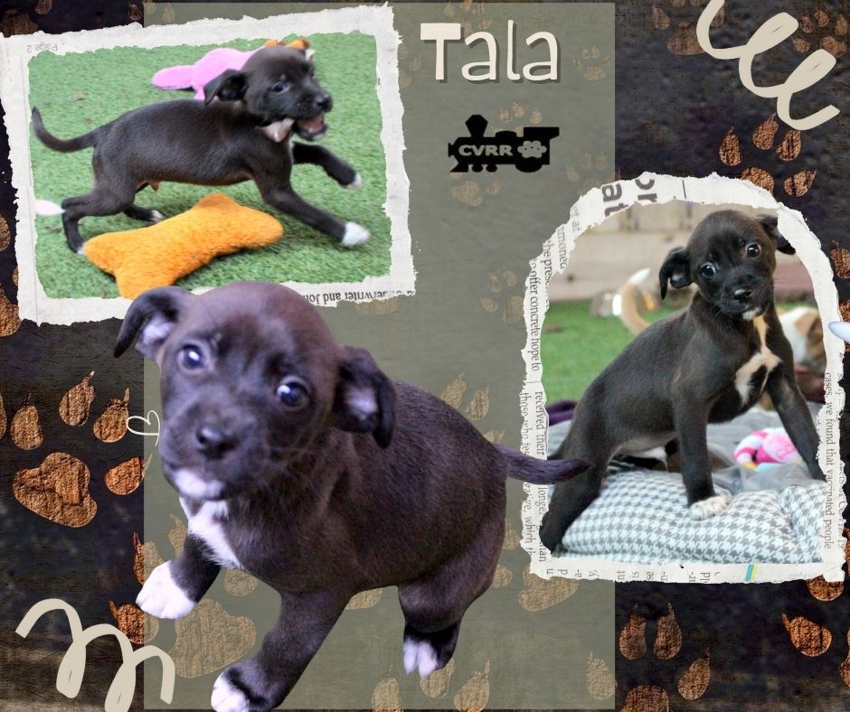 Tala (Puppy) Image