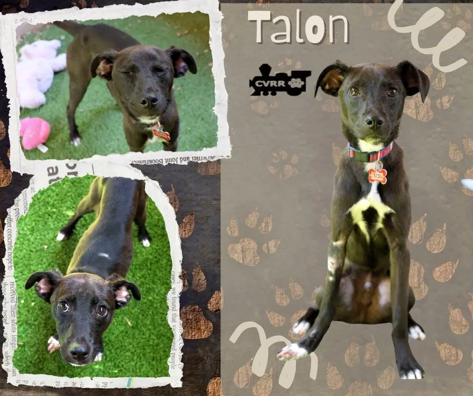 Talon image 1