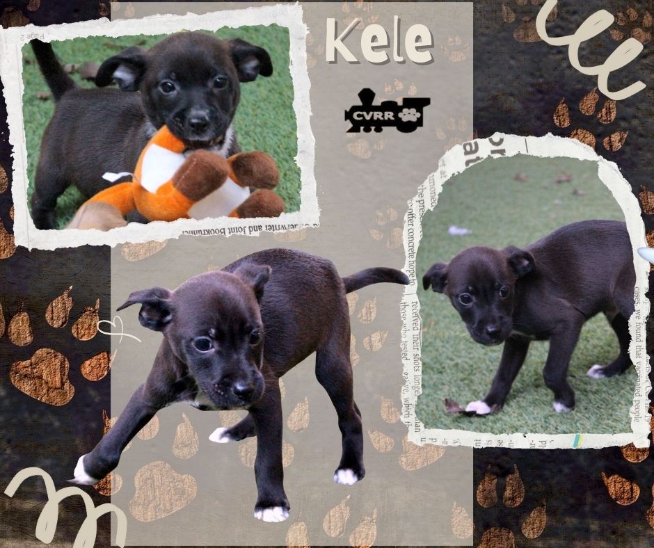 Kele (Puppy) Image
