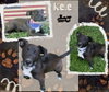 Kele