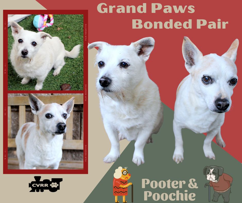 Pooter and Poochie (GrandPaws) Image