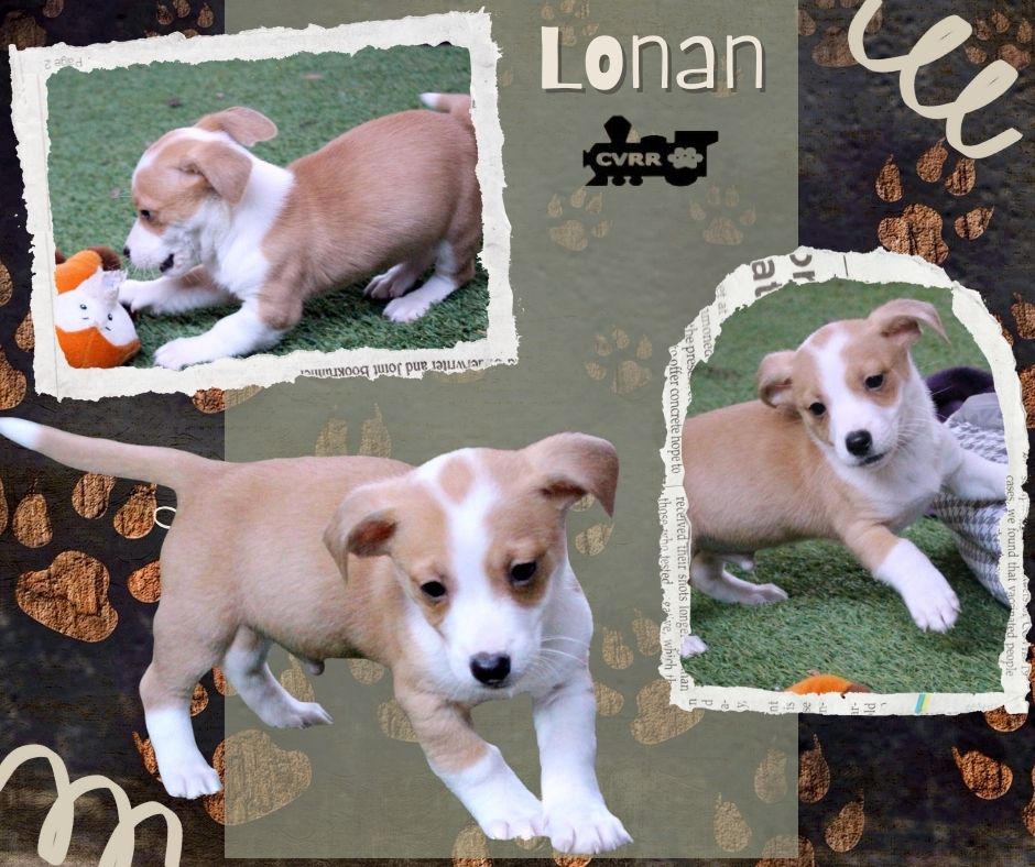 Lonan (Puppy) Image