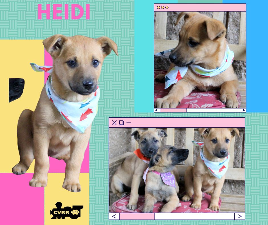 Heidi (Puppy) Image