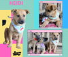 Heidi (Puppy)