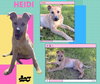 Heidi (Puppy)