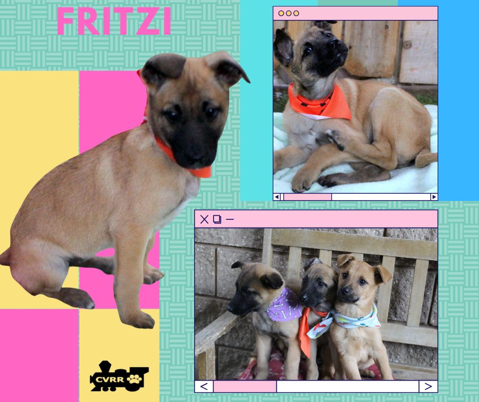 Fritzi (Puppy) Image
