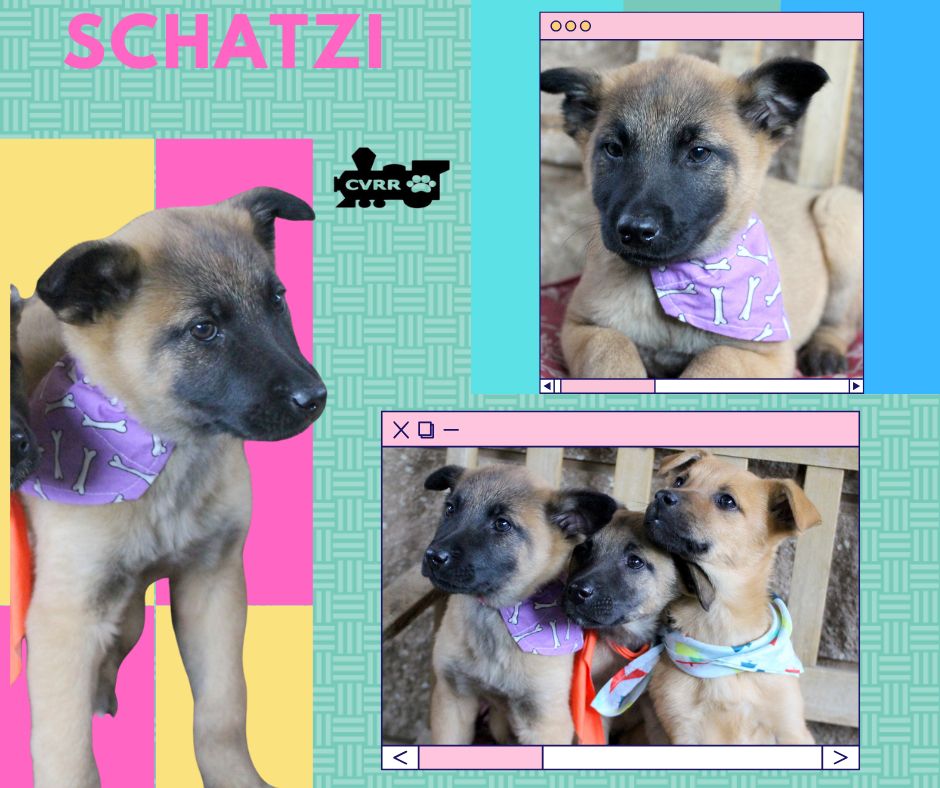 Schatzi (Puppy) Image