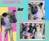 Schatzi (Puppy)