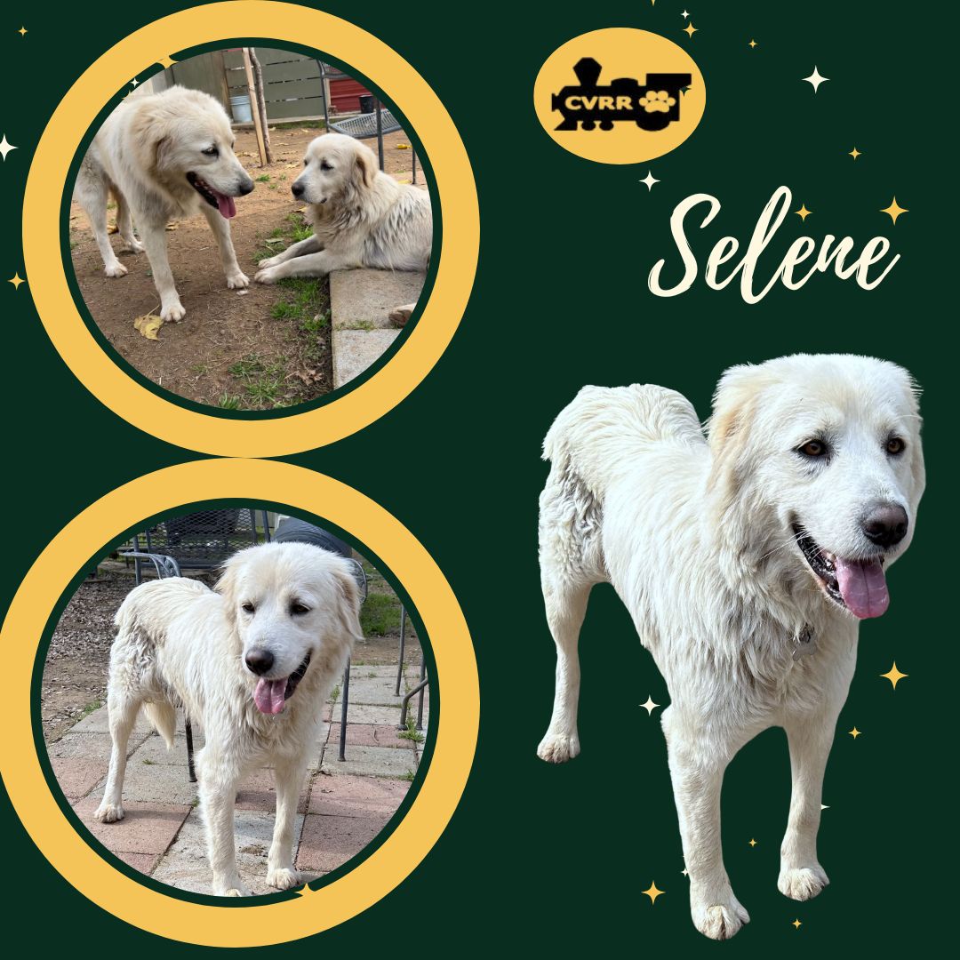 Selene (Ritzy) Image