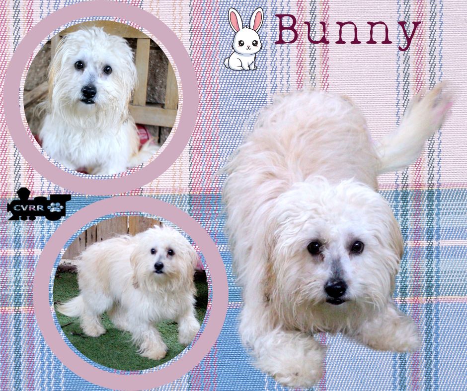 Bunny (Ritzy) Image