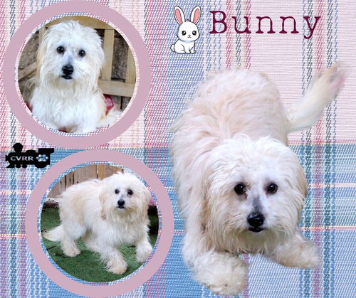 Bunny (Ritzy)