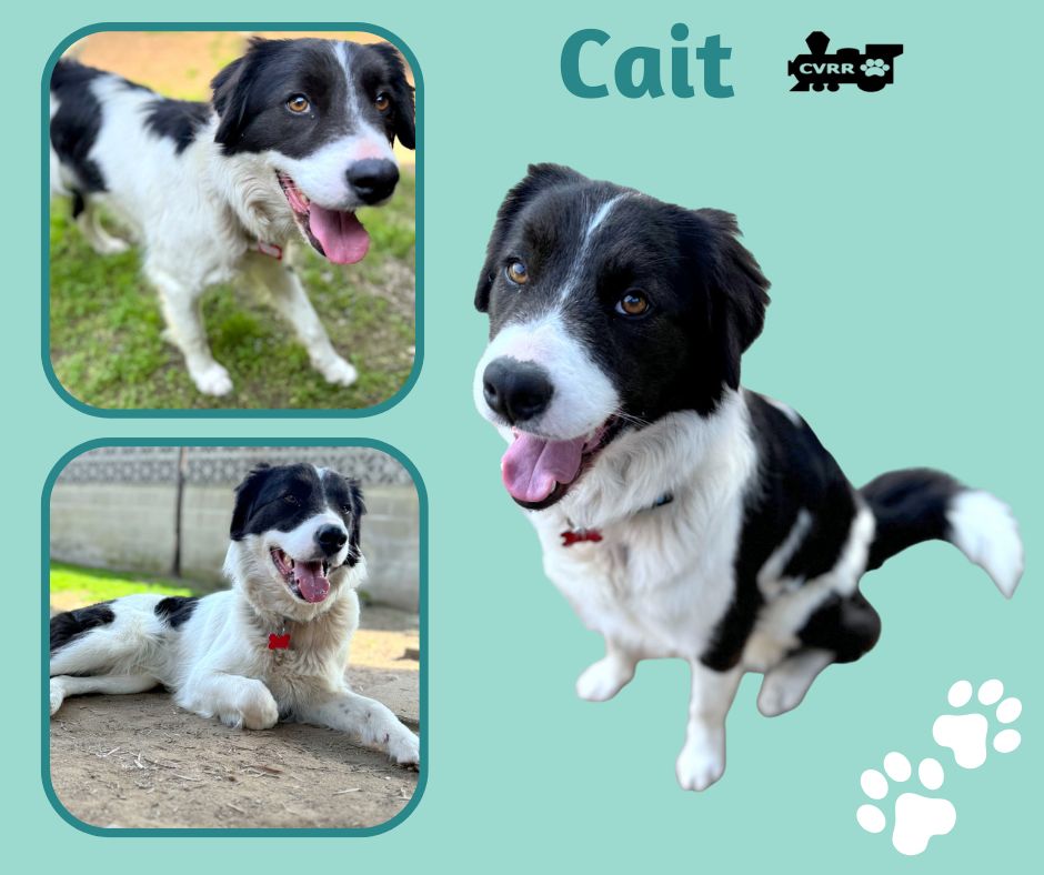 Cait Image