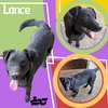 Lance