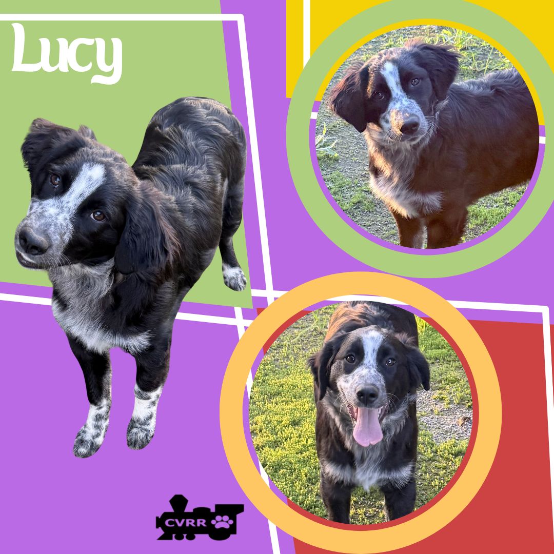 Lucy Image