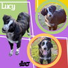 Lucy
