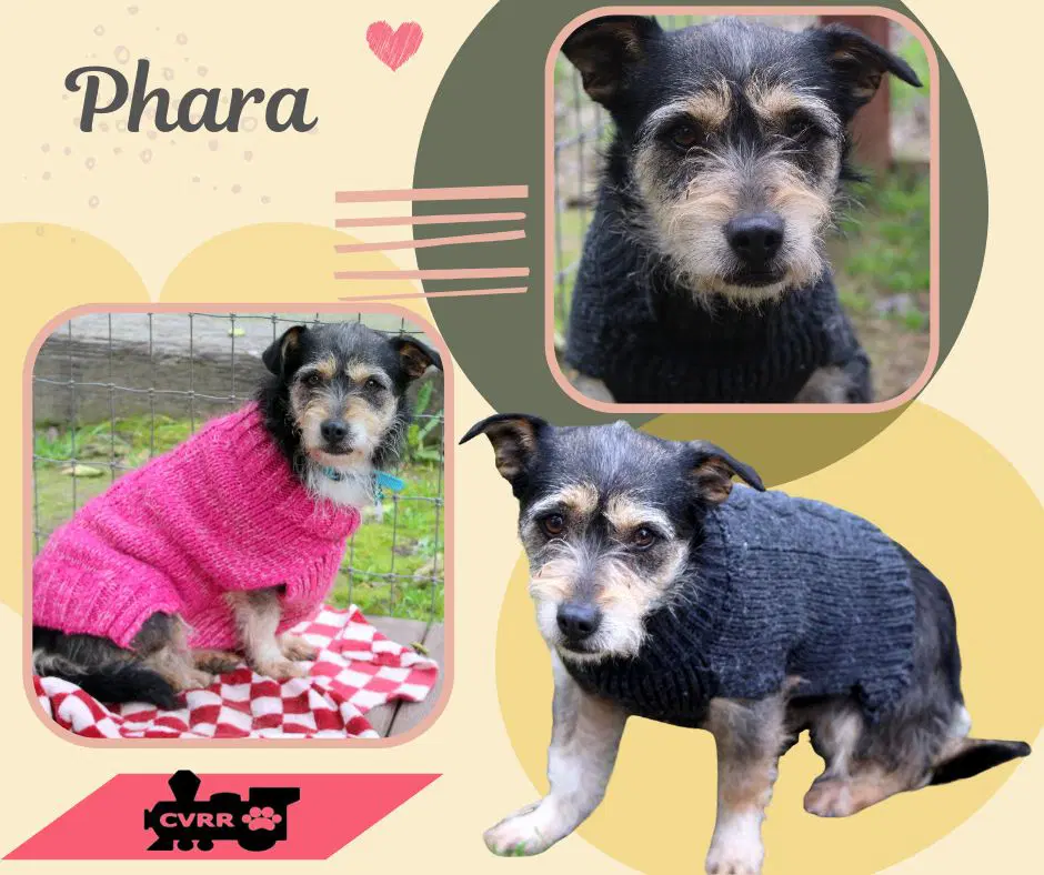 Phara - Terrier