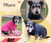 Phara