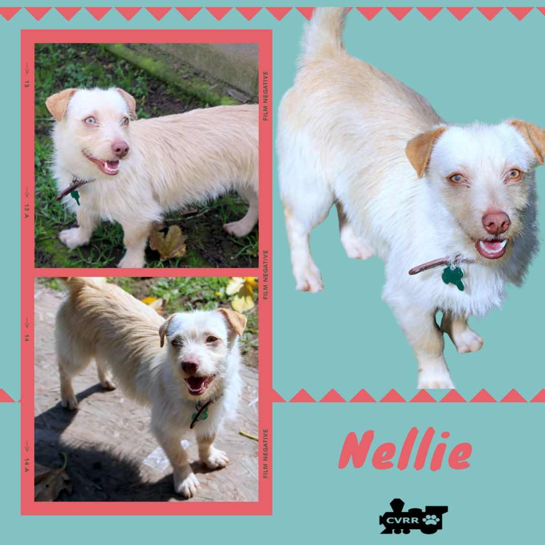 Nellie Image