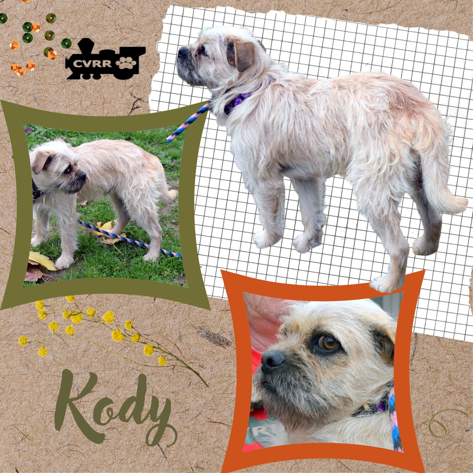 Kody Image
