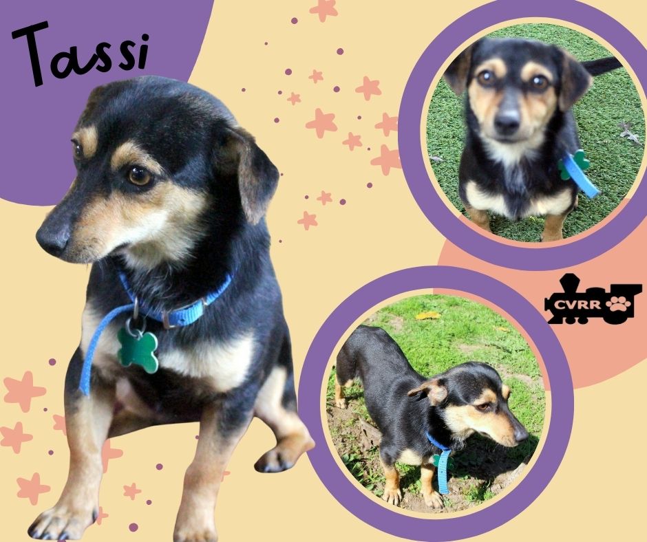 Tassi Image