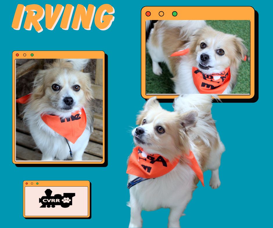 Irving Image