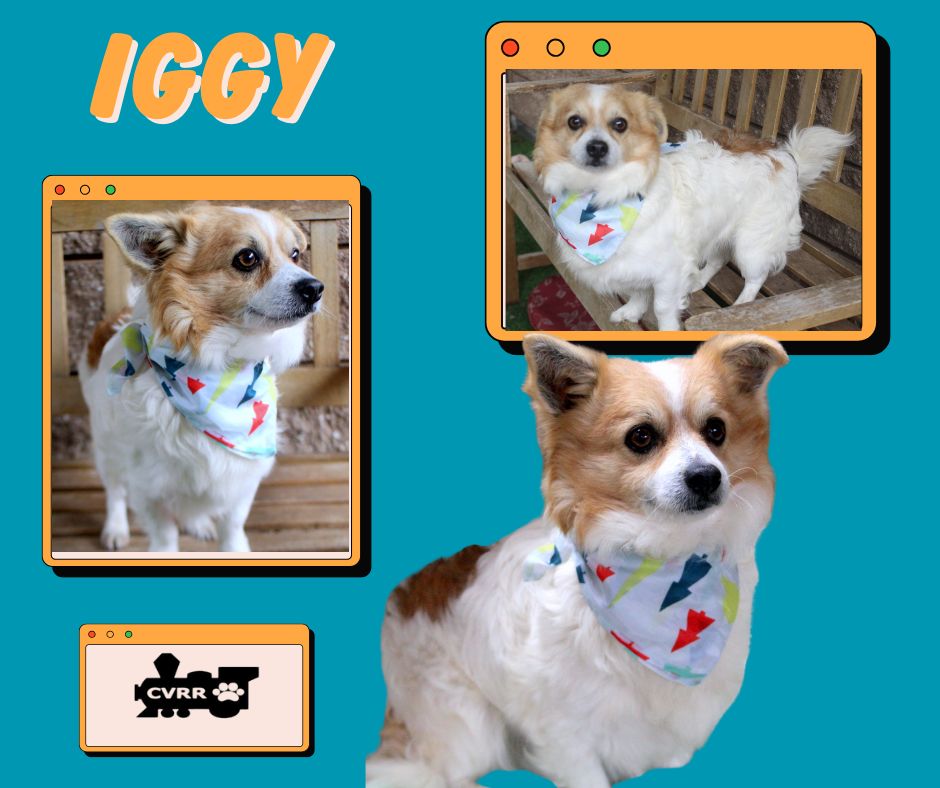Iggy Image