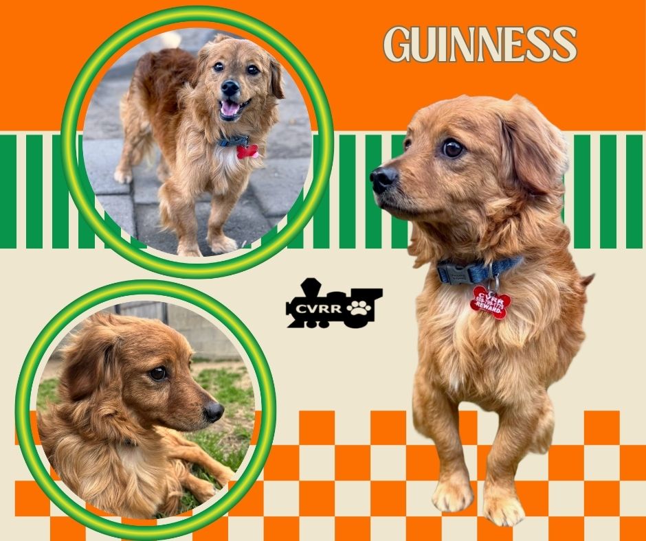 Guinness Image