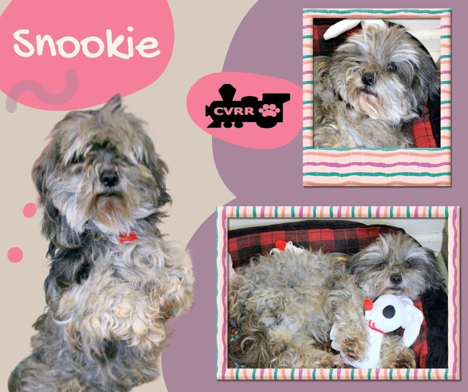 Snookie Image