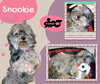 Snookie