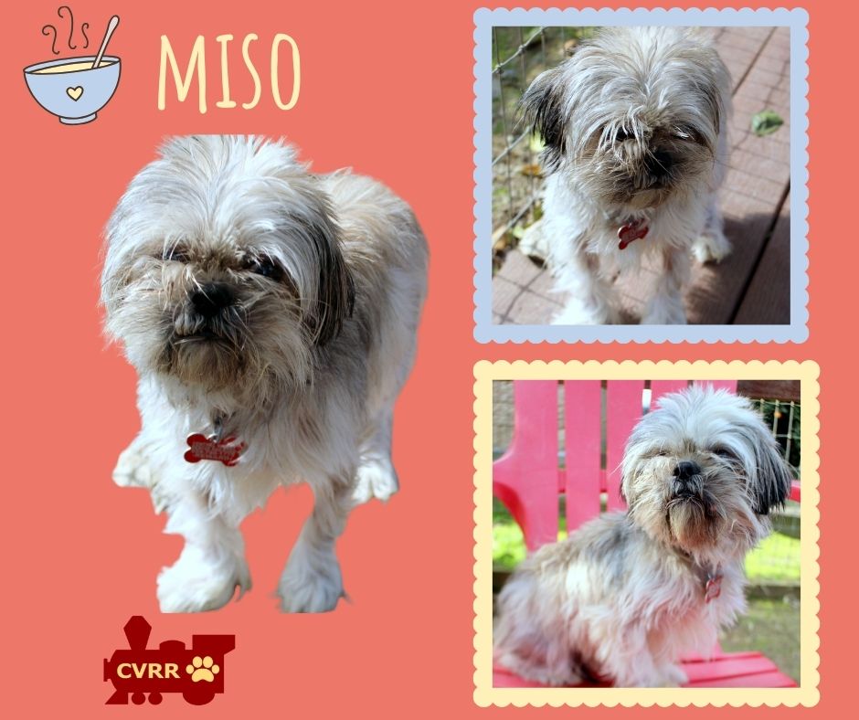 Miso Image