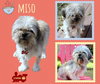 Miso
