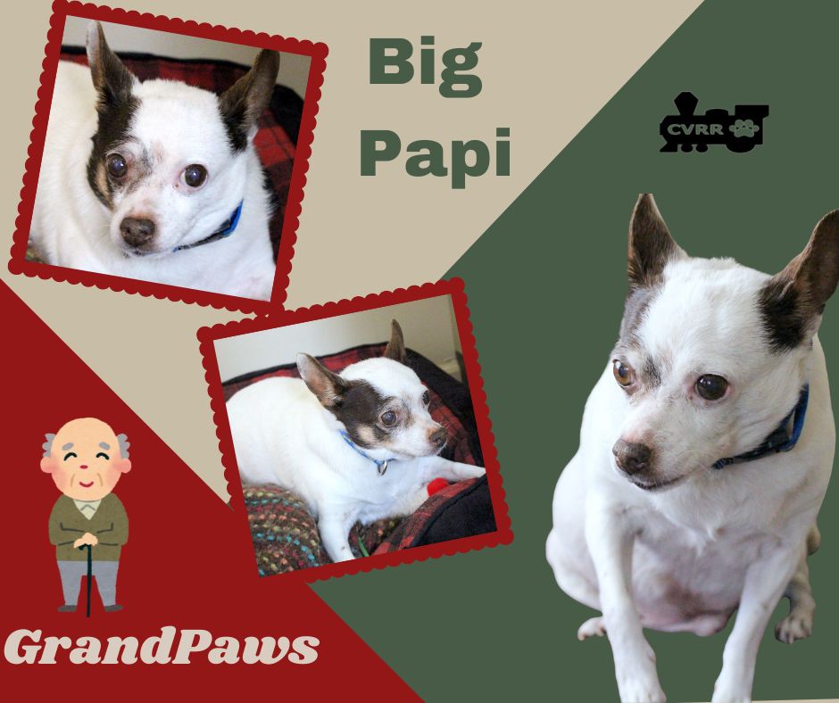 Big Papi (GrandPaws) Image