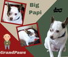 Big Papi (GrandPaws)