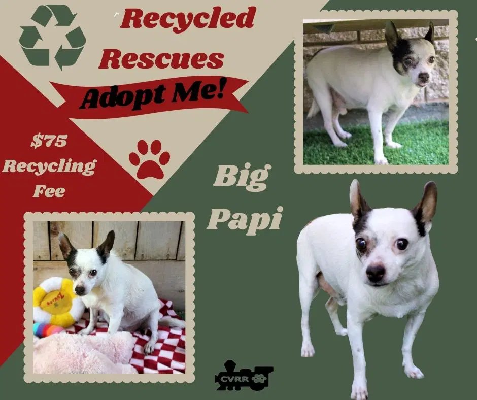 Big Papi Recycle - Rat Terrier