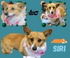 Siri (Ritzy)